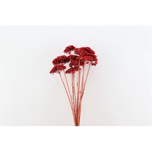 Dried Achillea Red Bunch