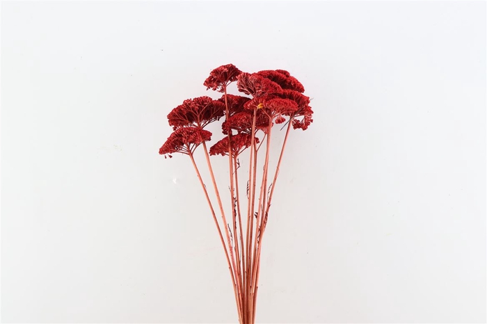 Dried Achillea Red Bunch