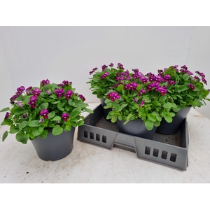 VIO CO PAT TANGARINE