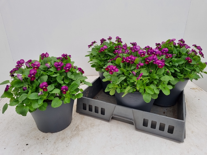 <h4>VIO CO PAT TANGARINE</h4>