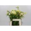 Cosmos Cream
