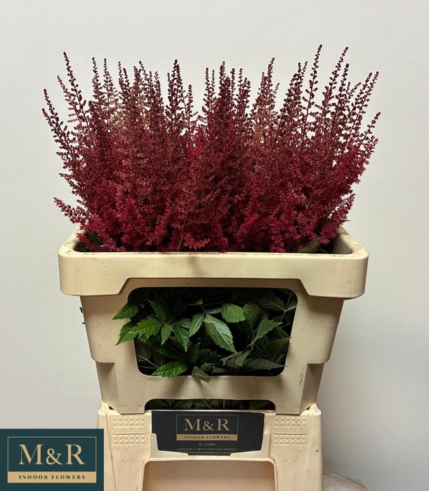 <h4>ASTIL AR PAUL GAARDE</h4>