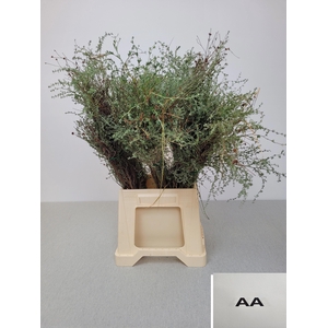 THYMUS CAPITATUS BS EXTRA