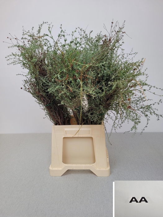 <h4>THYMUS CAPITATUS BS EXTRA</h4>