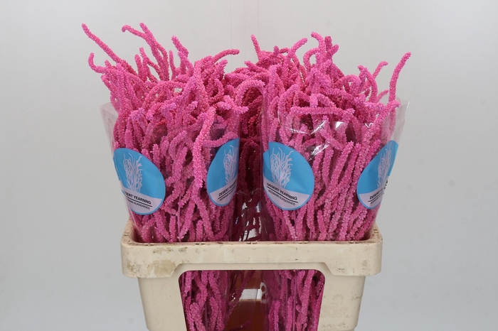 <h4>Amaranthus Yearming Desert Lady Pink</h4>