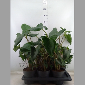 Alocasia zebrina 'Siberian Tiger'