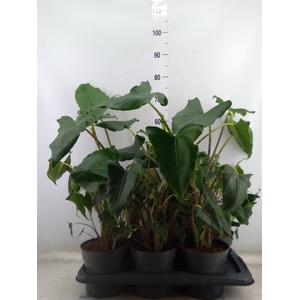 Alocasia zebrina 'Siberian Tiger'
