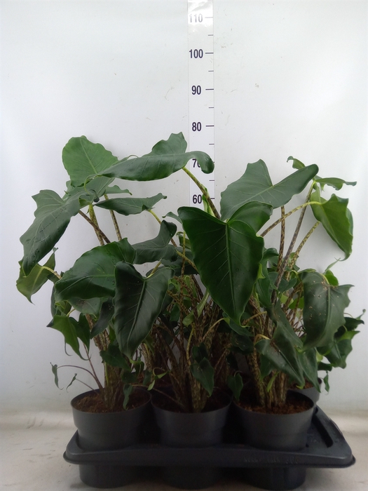 <h4>Alocasia zebrina 'Siberian Tiger'</h4>