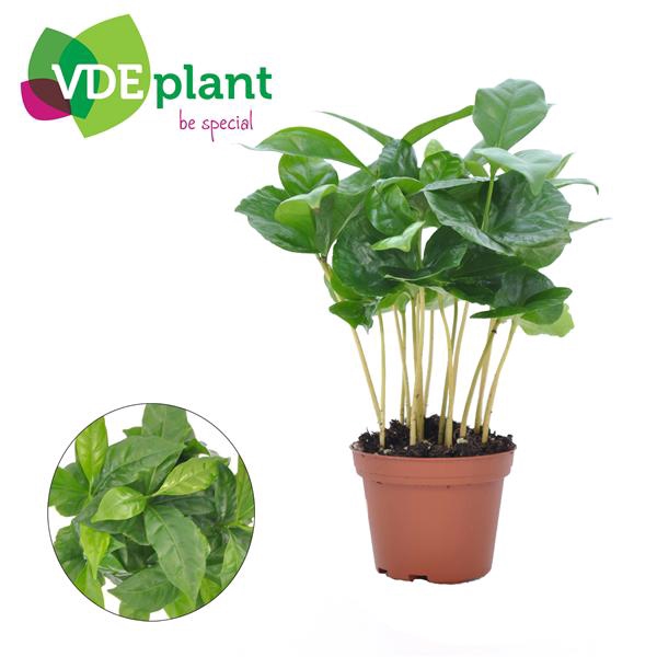 <h4>Coffea Arabica (Miniplanten.nl)</h4>