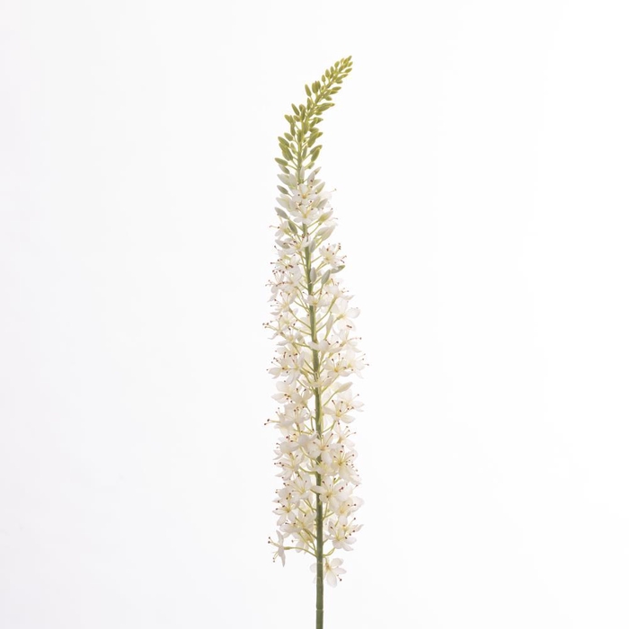<h4>AF Eremurus L129cm White</h4>