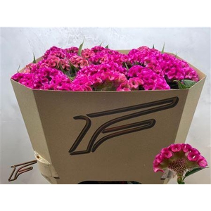 CEL C ELECTRIC PINK