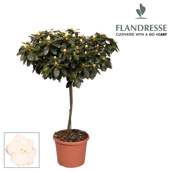 <h4>Azalea Flandresse® stam 'wit' 30 cm</h4>