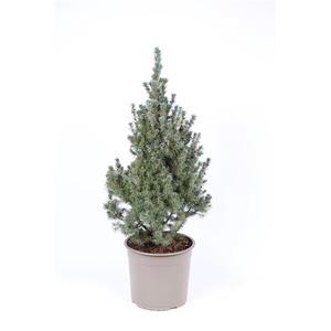 Picea glauca 'Sander's Blue'