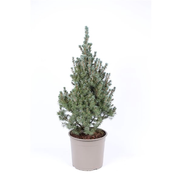 <h4>Picea glauca 'Sander's Blue'</h4>