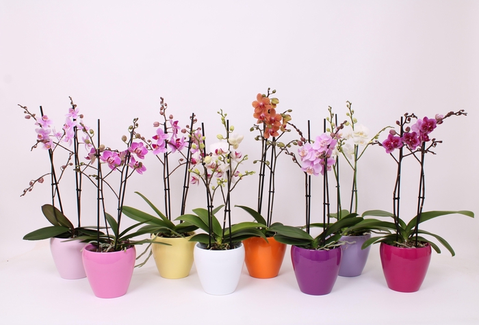 <h4>Phal. Multiflora 2-tak 30+ mix in sofia keramiek mix</h4>