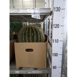 Echinocactus grusonii