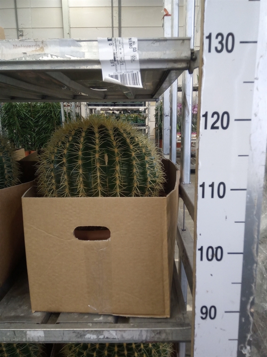 <h4>Echinocactus grusonii</h4>
