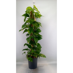 Epipremnum pinn.   ...moss stick