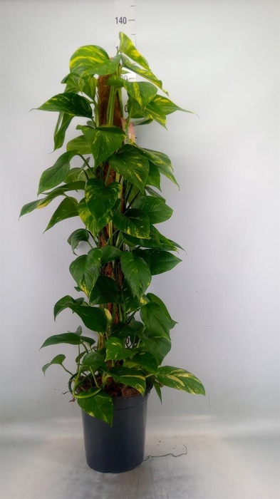 <h4>Epipremnum pinn. ...moss stick</h4>