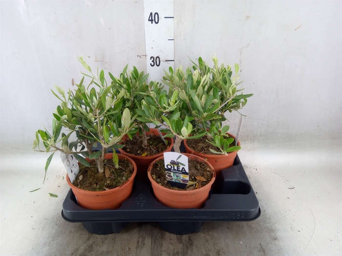 <h4>Olea europaea</h4>