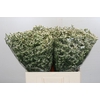 Limonium China White