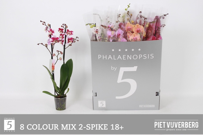 <h4>PHAL GEM 8 KL</h4>