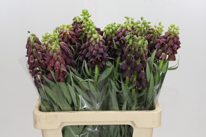 <h4>Fritillaria Persica</h4>