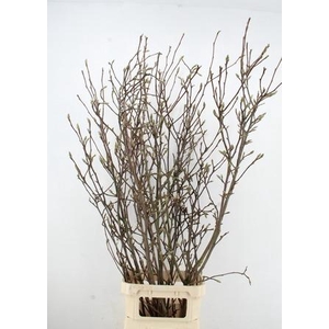 MAGNOLIA GRANDIFLORA X6