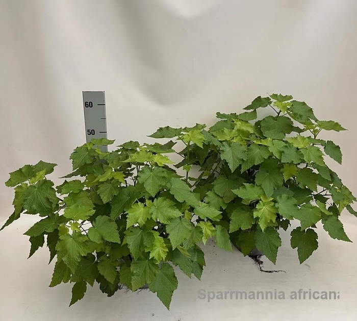 <h4>Sparrmannia africana 19cm [Kamerlinde]</h4>