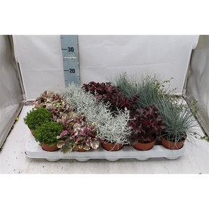 Herfstplanten mix in tray