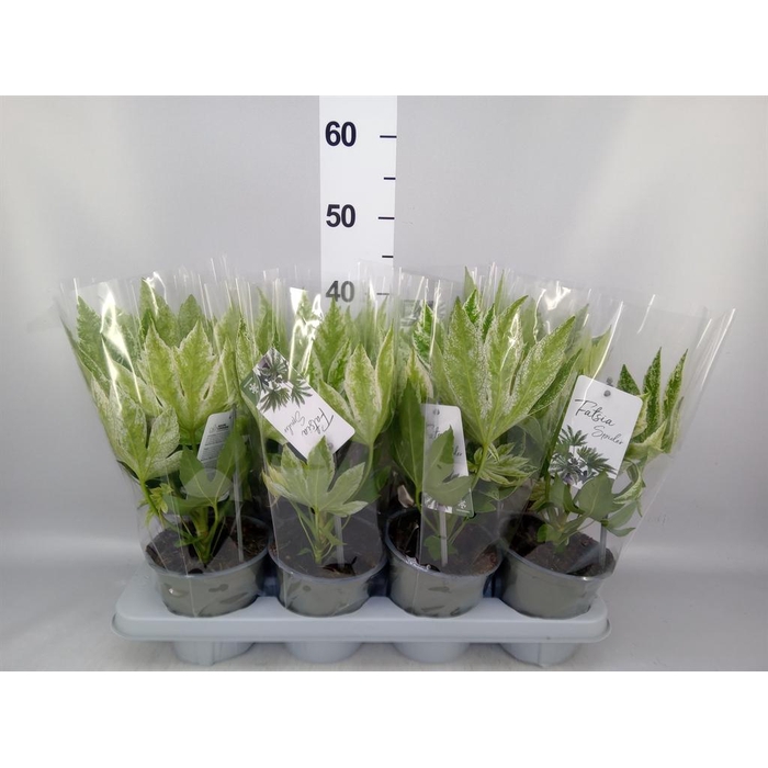<h4>Fatsia japonica 'Variegata'</h4>