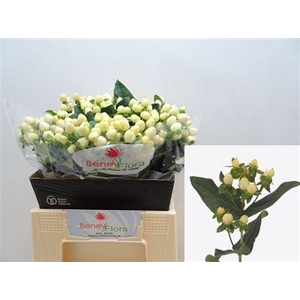 Hyp Mag White Prince