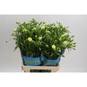 Ranunculus Butterfly Litai