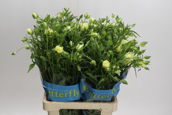 <h4>Ranunculus Butterfly Litai</h4>