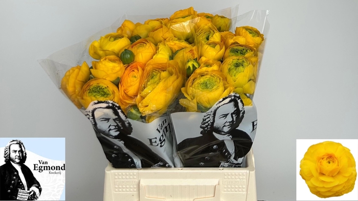 <h4>RAN EL YELLOW</h4>