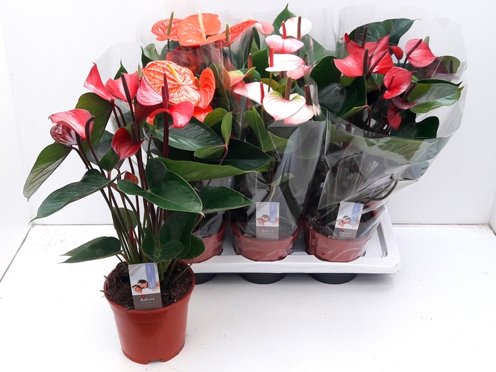 <h4>ANTHU AN GEM 3 KL</h4>