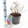 Buddleja