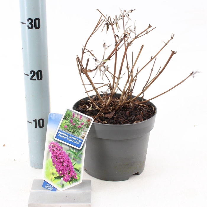 Buddleja