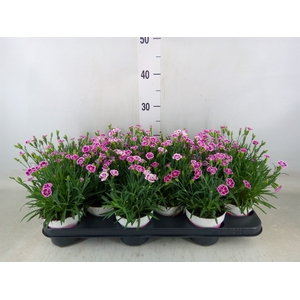 Dianthus  'Pink Kisses'
