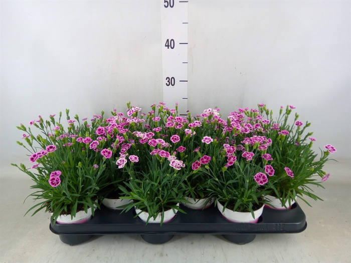 <h4>Dianthus  'Pink Kisses'</h4>