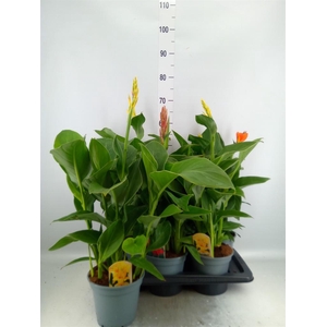 Canna  'Cannova'   ...mix
