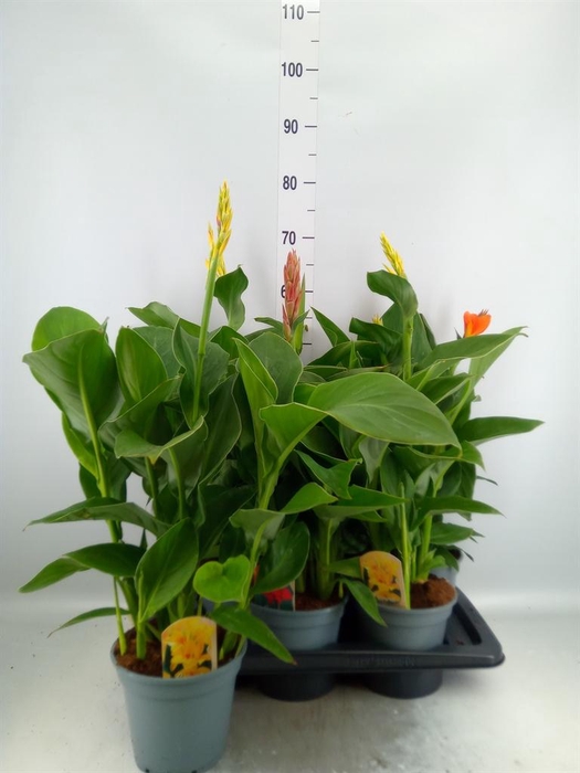 <h4>Canna  'Cannova'   ...mix</h4>