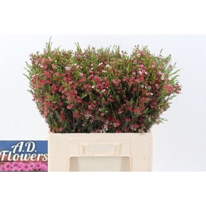 Cham Un M Sweet 16