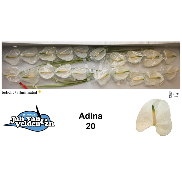 <h4>Adina 20</h4>