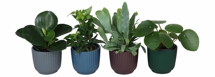 L 67318 w. Green mix P6