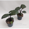 Alocasia