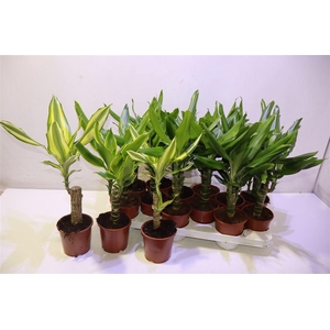 Dra Frag Mixk 1 Srt Per Tray