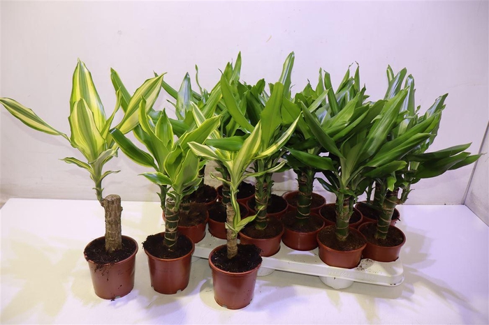 <h4>Dra Frag Mixk 1 Srt Per Tray</h4>