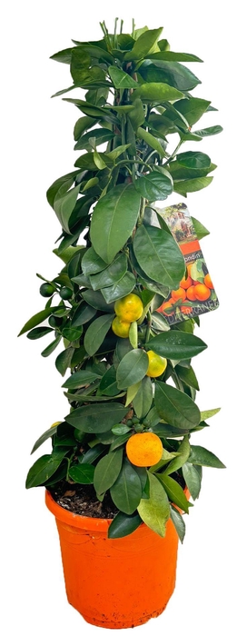 <h4>Citrus calamondin piramide</h4>