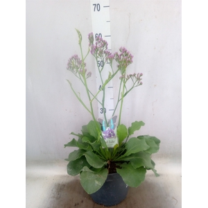 Limonium  'Salt Lake'